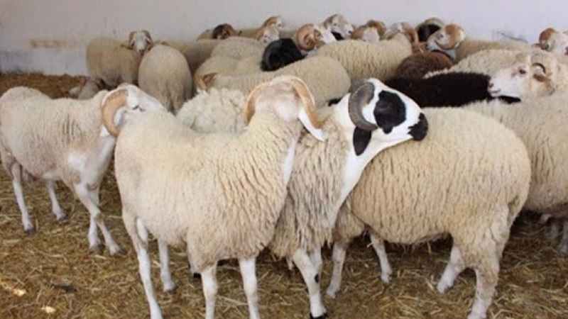 Kasserine-Aïd El Adha : 125 000 têtes de moutons de sacrifice sont disponibles (Déclaration)