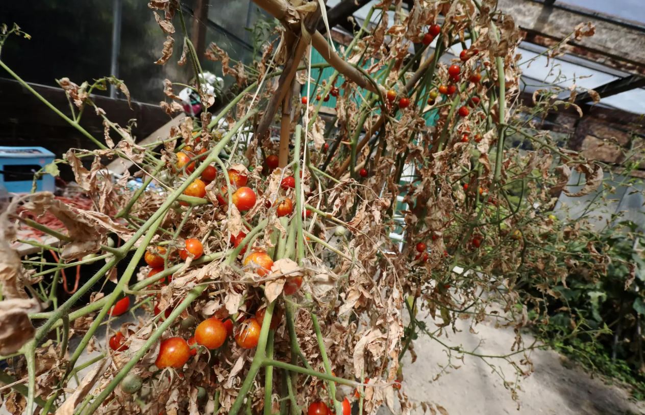 Recul de 50% des superficies programmées à la culture des tomates de transformation [Déclarations]