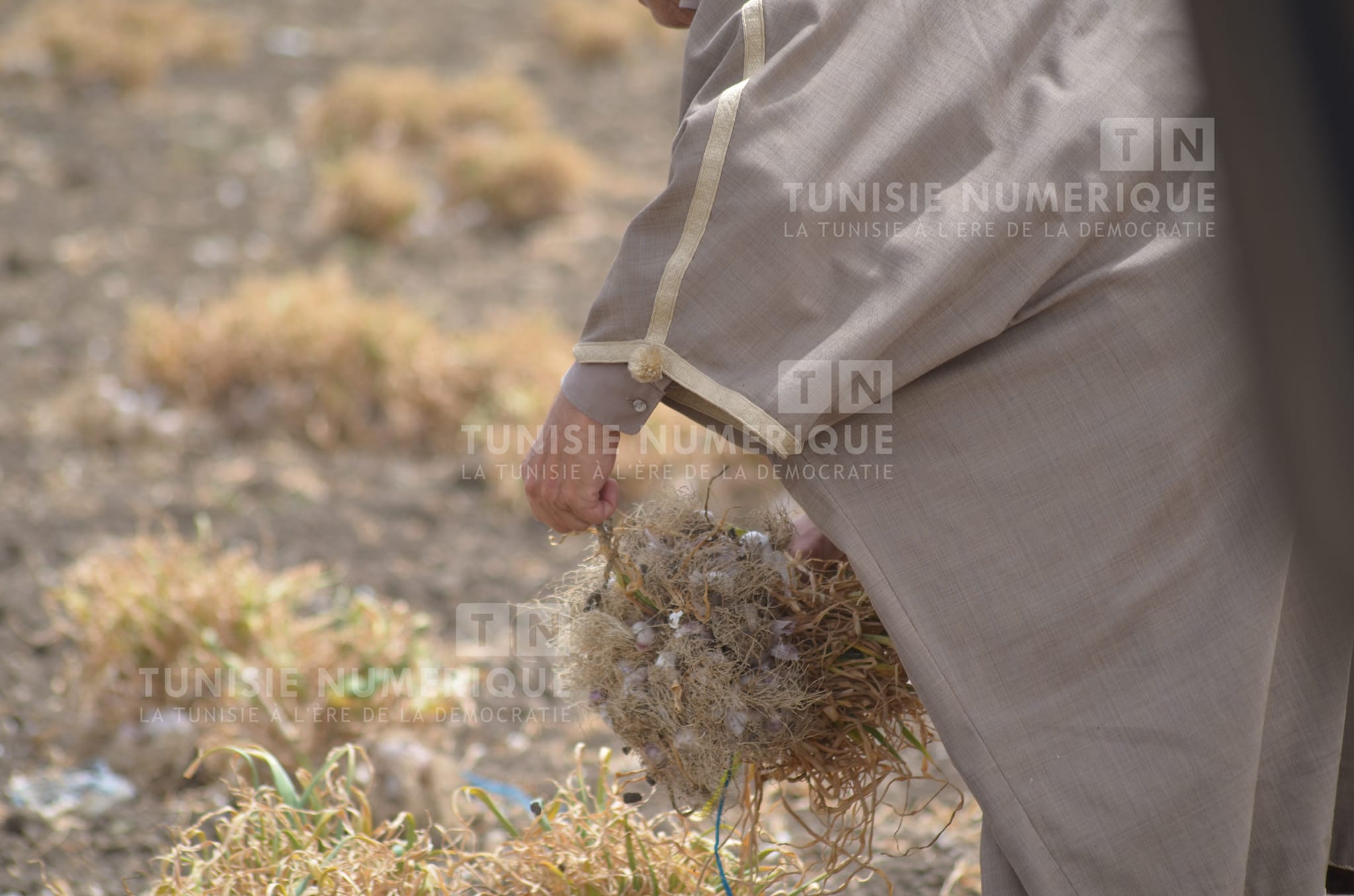La récolte de l’ail commence à Béja [Photos]