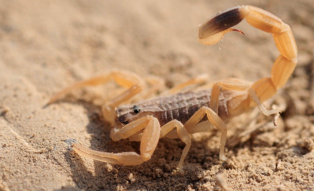 Piqûres de scorpions: Le ministère de la Santé met en garde contre les traitements ancestraux