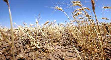 Tunisie – Zaghouan : 98% de la récolte de céréales perdus à cause de la sécheresse