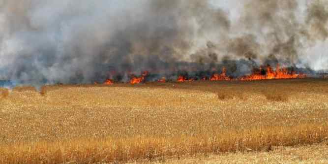 Tunisie – Bizerte : Un incendie ravage 9 hectares de blé