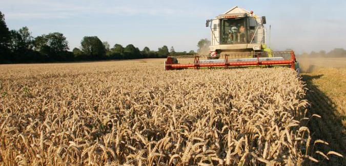 Béja: La récolte céréalière accusera une baisse à cause de la sécheresse