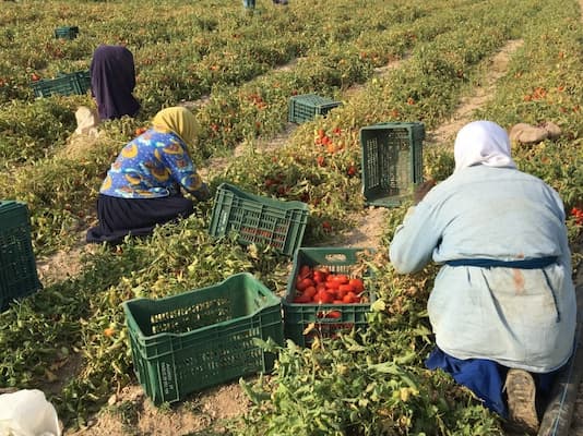 Les prix des engrais chimiques restent inchangés