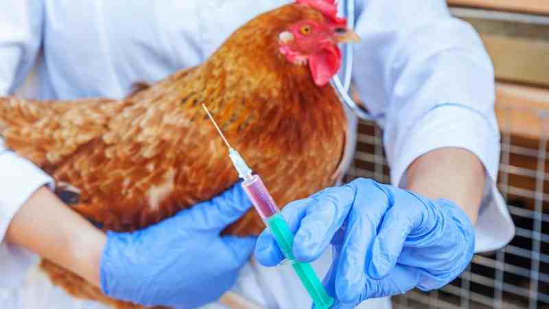 Les chercheurs tirent la sonnette d’alarme concernant les mutations du virus de la grippe aviaire