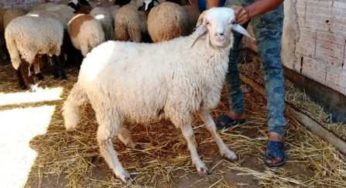 Tunisie – Les précautions à prendre pour acheter le mouton du sacrifice