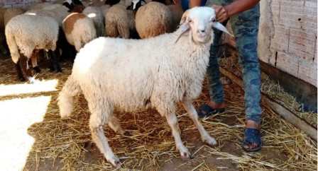 Tunisie – Les précautions à prendre pour acheter le mouton du sacrifice