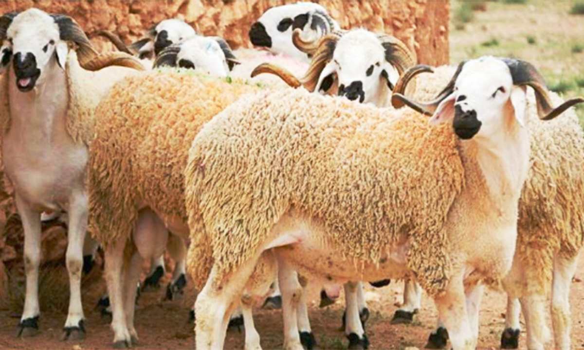 Aid Al Idha : 4000 moutons cherchent preneurs à Radès
