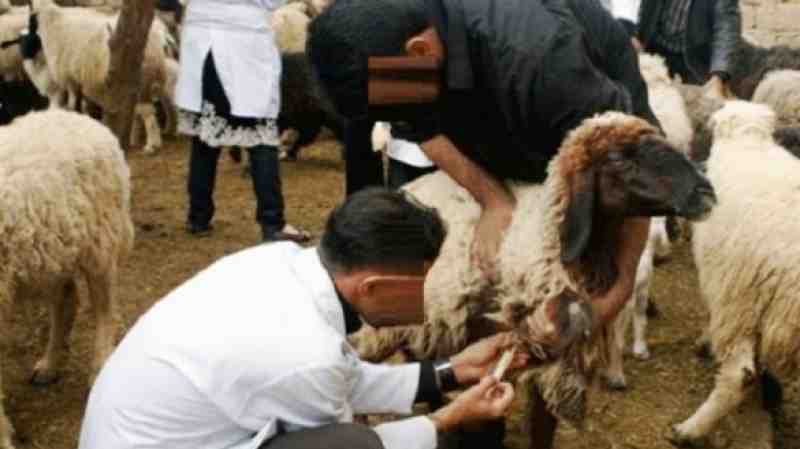 Tunisie – Le ministère de la santé met à la disposition des citoyens des médecins vétérinaires pour l’Aïd Al Adha