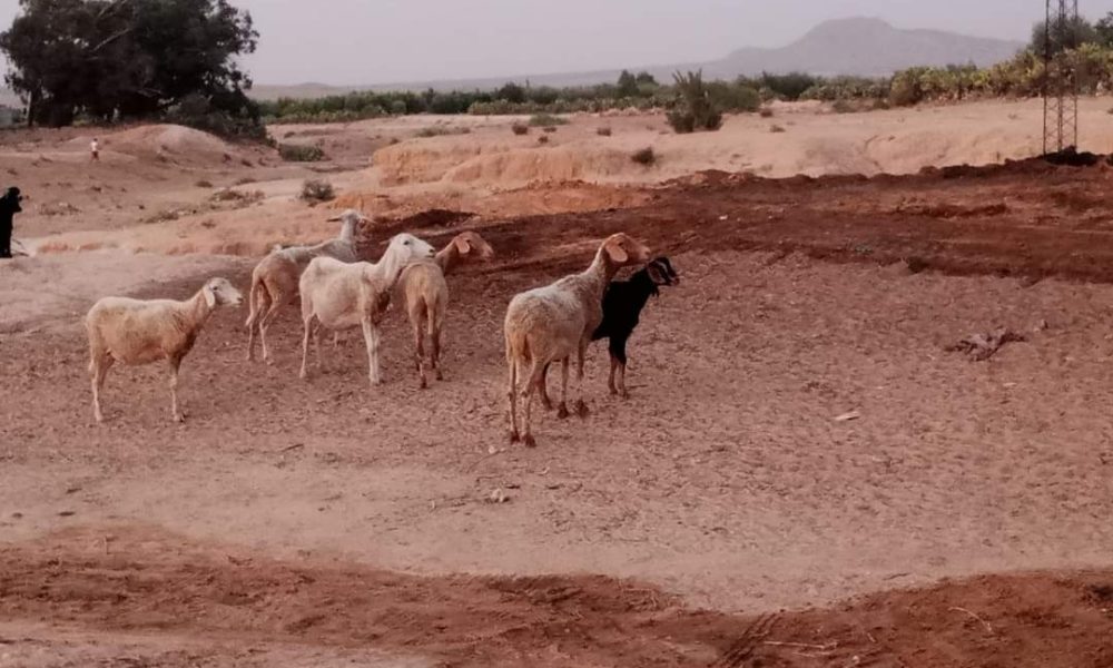 Kairouan: 37 moutons périssent dans un incendie [Photos]