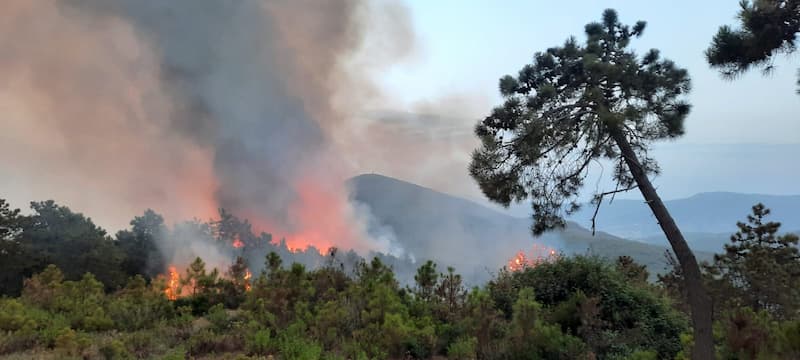 Forêts: 37 mille hectares ravagés par 1216 incendies en trois ans