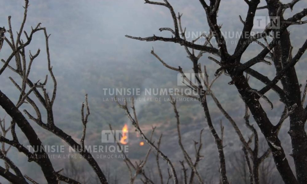 Siliana: Incendie au Mont Margab [Photos]