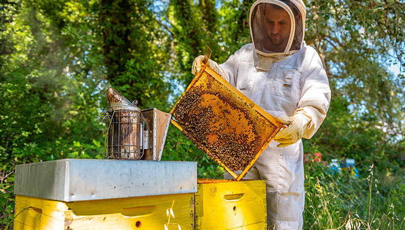 Zaghouan: 50% des ruches endommagées par la hausse des températures