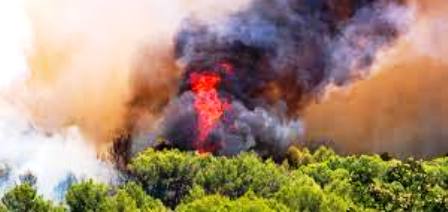 Tunisie – Beni Khalled Des incendies ravages des vergers d’agrumes