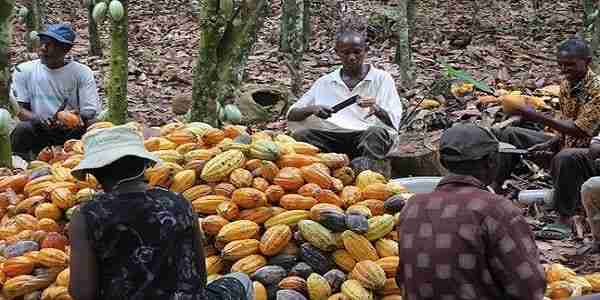 Cacao: Prix record à la bourse de New York pour cette raison