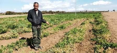 Tunisie – Kairouan : La canicule cause de grandes pertes en agriculture