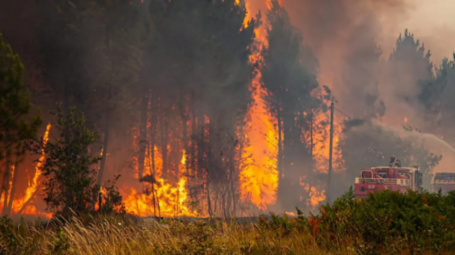 Incendies à Nefza: Le bilan est très lourd