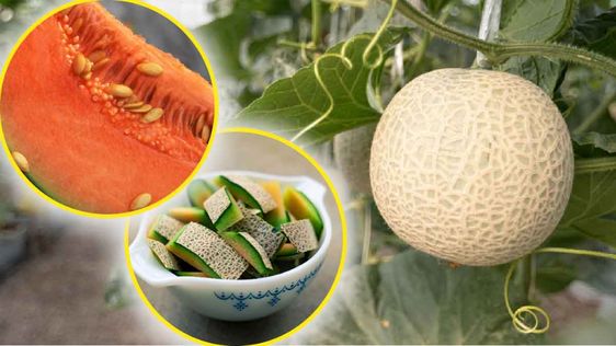 Melon : 3 astuces pour recycler la peau et les pépins