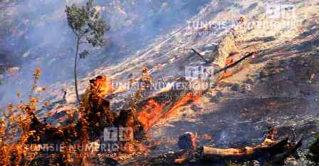 Tunisie – Beja : Un incendie détruit deux hectares de forêt à Nefza