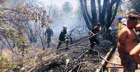 Tunisie – Gafsa : Un incendie dévaste 3.5 hectares de l’oasis