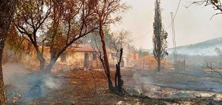 Tunisie – La région de Tabarka a perdu 450 hectares de pinède… La canicule ne saurait expliquer ces feux
