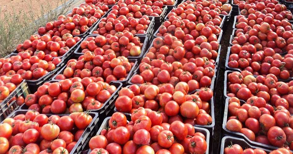 Gafsa : Une production de tomates miraculeuse vu le contexte