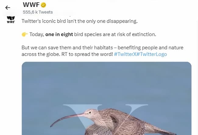 Twitter abandonne son célèbre oiseau bleu : le coup de com de WWF