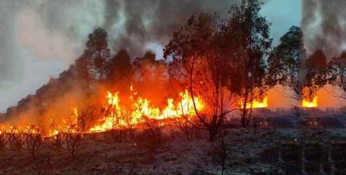 Tunisie – Kairouan : Un incendie dévore trois hectares de forêt