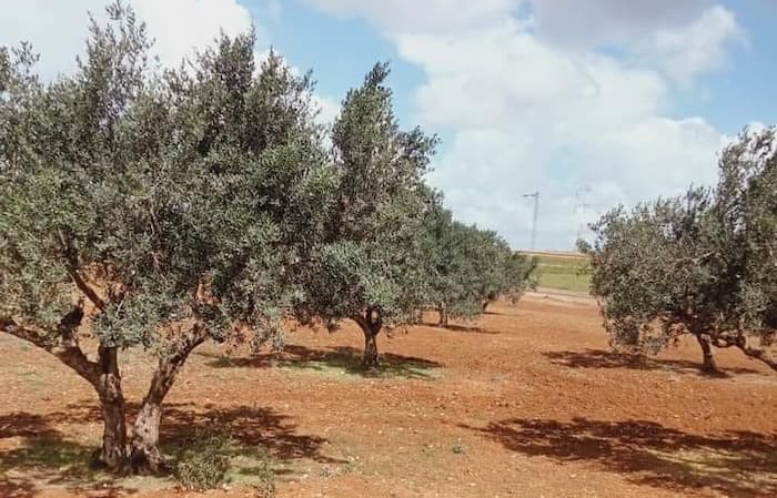 Affaires foncières: L’Etat récupère un terrain agricole à Jendouba