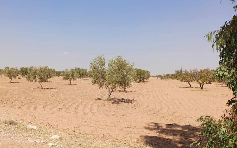 L’Etat récupère un terrain agricole à Mahdia