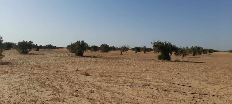 Affaires foncières: L’Etat récupère 175 ha à Sfax