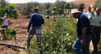 Tunisie – IMAGES : Béja : Un agriculteur irrigue ses champs avec des eaux usées