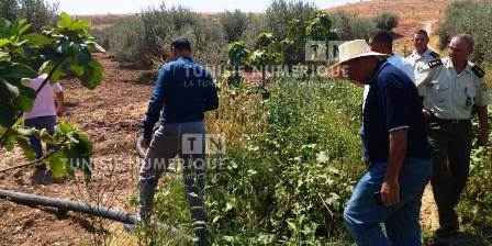 Tunisie – IMAGES : Béja : Un agriculteur irrigue ses champs avec des eaux usées