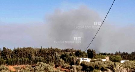 Tunisie – Beni Khiar : Un incendie détruit 20 hectares de forêt