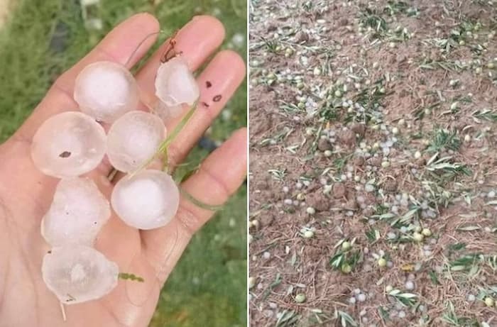 Kairouan: Importants dégâts agricoles après la chute de grêle