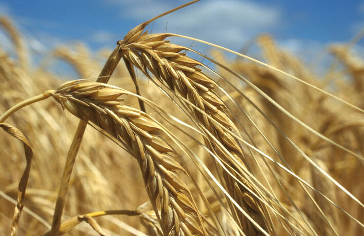 FAO: Léger rebond des prix des produits alimentaires en juillet