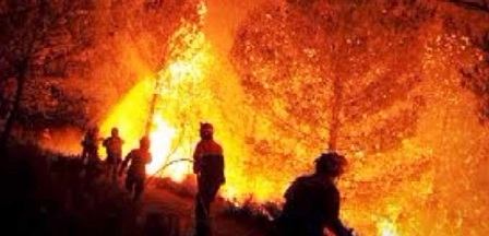 Tunisie – Bizerte : Activation du plan ORSEC suite à la multiplication des incendies de forêts