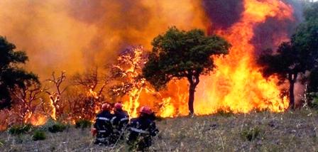 Tunisie : Plusieurs départs de feu dans la forêt de Sejnane