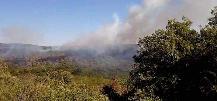 Tunisie – Sejnane : L’incendie de la forêt de Boubogaâ maitrisé