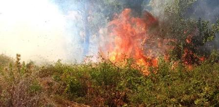 Tunisie – Béja : Un incendie fait rage dans la forêt entre Nefza et Cap Negro