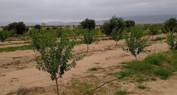 Médenine: Récupération d’un terrain domanial agricole de 9 ha 