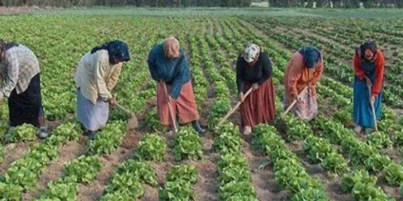 Sidi Bouzid: Démarrage du programme d’autonomisation économique pour les ouvrières agricoles (Déclaration)