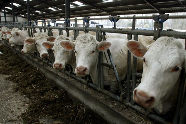 Tunisie-Officiel: Interdiction des importations de bovins des zones françaises