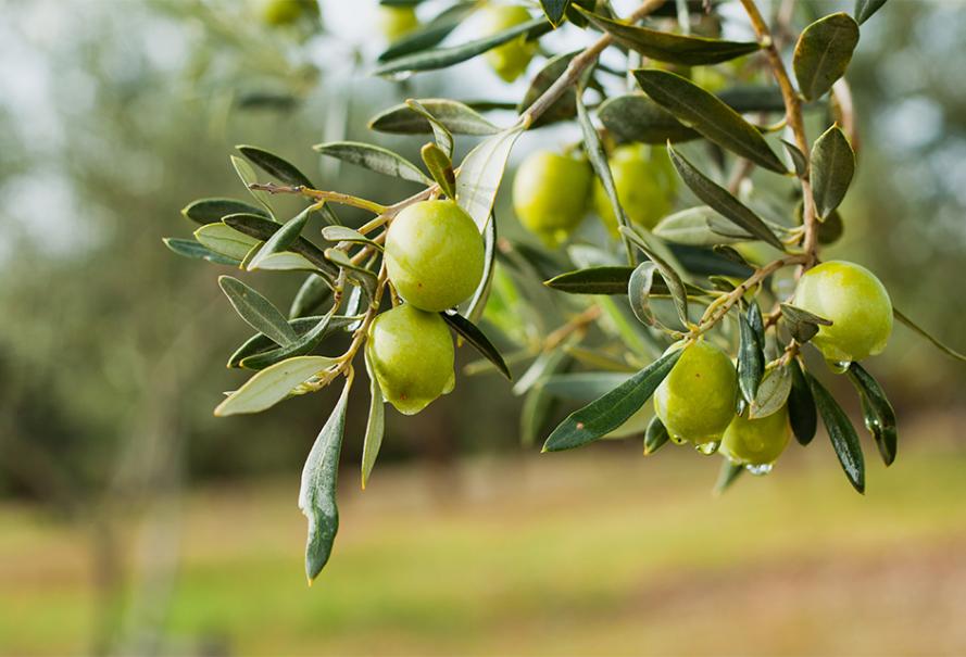 Kasserine: La récolte des olives est estimée à 30 mille tonnes