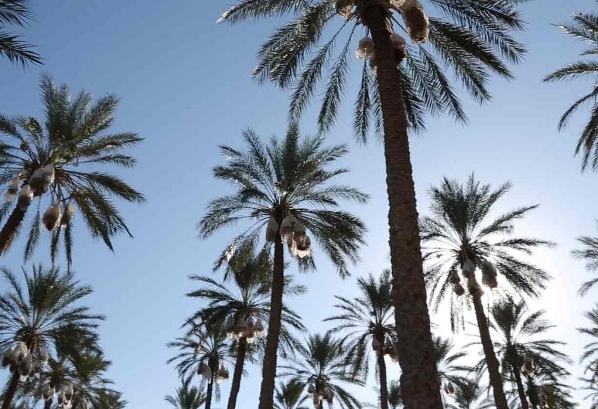 57 milioni di euro per sostenere l’agricoltura e l’economia sociale e solidale in Tunisia