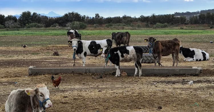 La Tunisie interdit l’importation des élevages bovins atteints de la maladie d’hémorragique épizootique