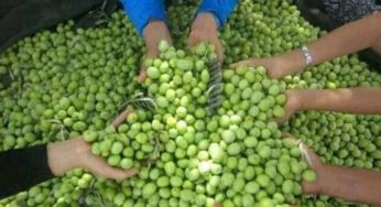 Campagne 2023-2024: En deux ans, le prix d’olive a augmenté de 116%