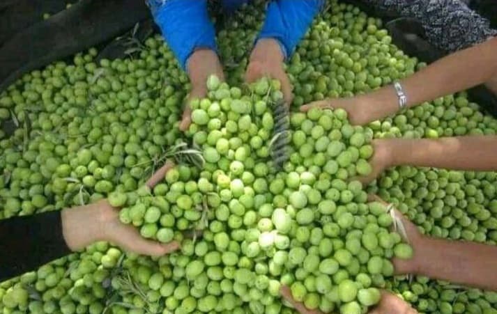 Campagne 2023-2024: En deux ans, le prix d’olive a augmenté de 116%
