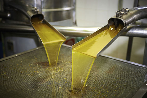 Huile d’olive : Une responsable du Ministère calme les producteurs en cassant les prix avancés