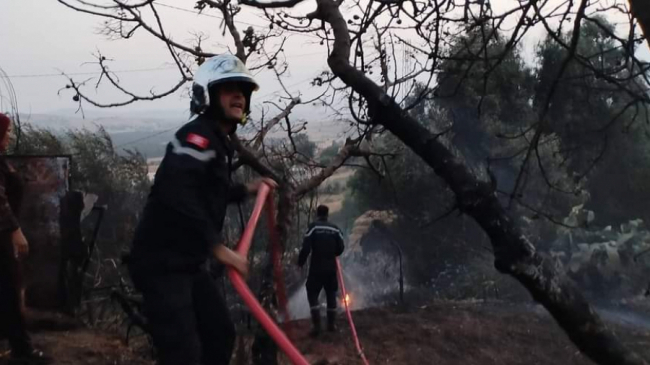 Aïn Draham : L’incendie d’Atatfa sous contrôle, soulagement pour les zones résidentielles